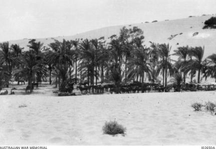 10th Light Horse concealed and shaded by an oasis near Romani 1916. Photographer unknown photograph source AWM I02650A