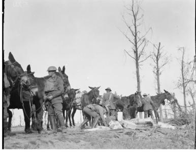 1st DAC 19.9.1917 transporting ammunition to Birr Cross Road at Ypres. Photographer unknown, photograph source AWM E0073