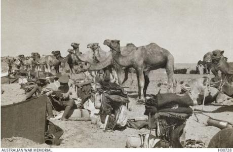 Camel Corps field Ambulance Egypt 1917. Photographer unknown, photograph source AWM H00728