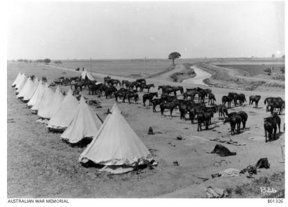 Horse Lines and tents of the 15th Light Horse at Simbellawin, Nile Delta, 1919. Photographer unknown, photograph source AWM B01326