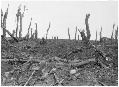 Ruined gardens at Pozieres 1916. Official British War Photograph, photograph source AWM EZ0097