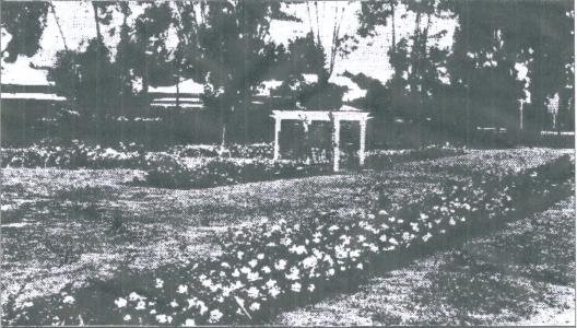 Roses in Stirling Square Guildford.Photograph source  WAN 21.10.1932.p22